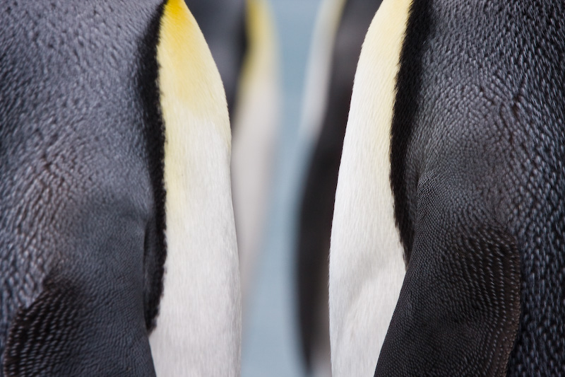 King Penguins